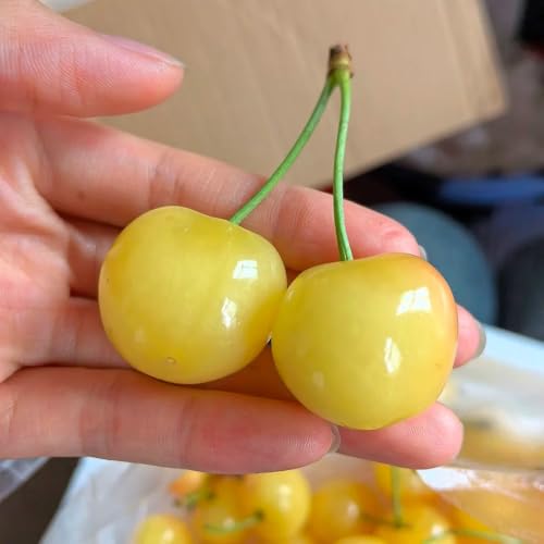 semillas de cerezo, Cultivar plantas, plantar semillas en el interior, semillas de cereza árboles resistentes al jardín, semillas de bonsái decoración de árboles frutales, arbustos de 300pcs