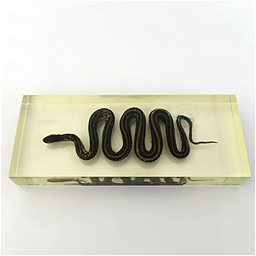 Kh66Zky Real Chinese Water Snake Specimen - Snake Paperweights Specimen - For Science Education Paperweight Desk Office Ornaments Decoration #TOP3