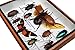 Real Mixed Beetle Scorpion Insect Boxed Framed Taxidermy Display Wood Box For Collectibles