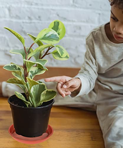 Angde 6 Pack 4 6 8 10 12 14 Inch Plant Saucer, Plant Saucers 6 Inch Round, Plastic Plant Saucer Tray For Planter, Flower Plant Drip Trays For Pots, Plant Pot Saucers (6 Inch, Terracotta) #TOP1