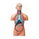 4D Vision Deluxe Human Anatomy Torso Model
