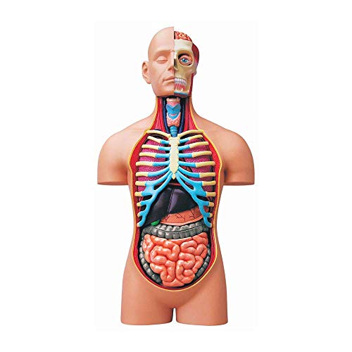 4D Vision Deluxe Human Anatomy Torso Model