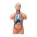 4D Vision Deluxe Human Anatomy Torso Model
