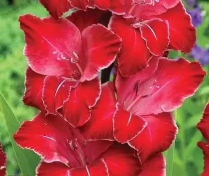 IMP. Gladiolus/Sword Lilly Flower Hybrid Quality Bulb Easy to Grow Home Gardening(Pack of 9 Azurro Beautiful Orange-Red)