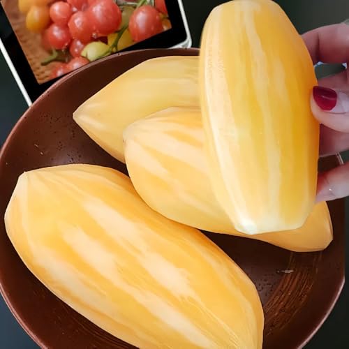 semillas orgánicas de yacón interior yacón resistentes para balcones para camas elevadas Decoración interior 200pcs