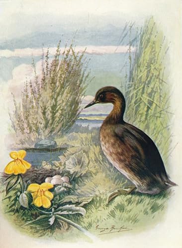Peinture murale grèbe castagneux George Rankin affiche impression sur toile haut de gamme