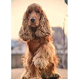 1000(52x38cm) pièces de Puzzle Jouets Animaux : Puzzle de Chien de Compagnie de British Coker, décoration Murale de Jeu de Famille