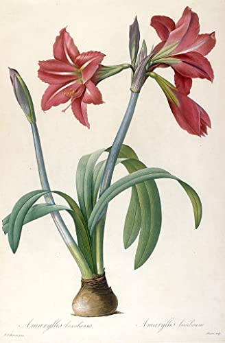 Cuadro de pared Amaryllis Brasiliensis Pierre Redouté para renovar tu hogar, 60x90