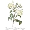 Amazon.com: Ink Inc. Vintage Botanical Prints | Roses White Pink Wall ...