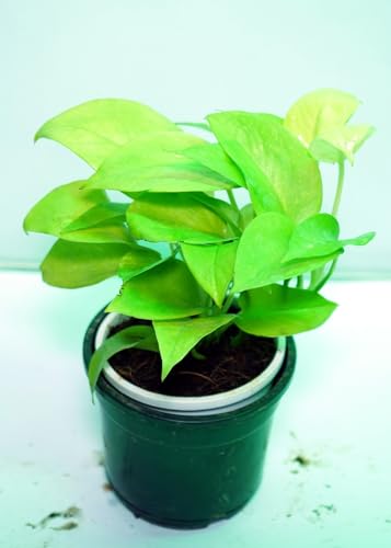 Image of Bigreen Plante Boys Live Money Plant Golden with Pot