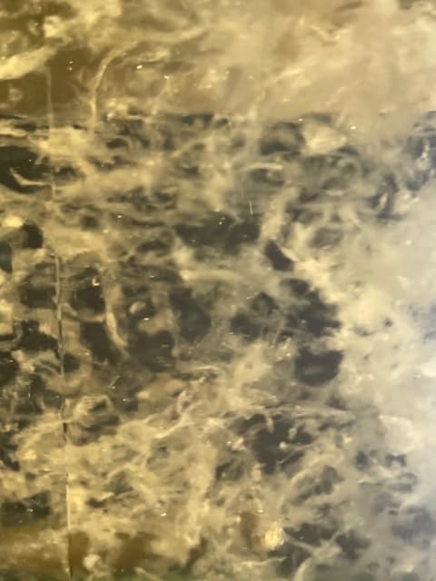 Miniatura 5 de Cordyceps micelio de hongos - (Cordyceps militaris) (0.3 fl oz de cultivo líquido)