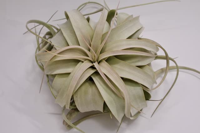 Amazon｜ティランジア キセログラフィカ Mサイズ Tillandsia