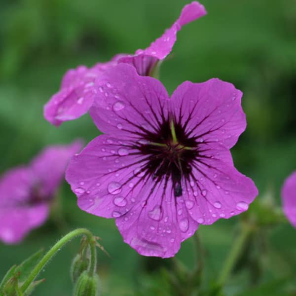 12 unità Geranium 'Patricia' - Perenne Cranesbill Vaso 9x9cm ±1 m² - Geranio con Fiori Rosa Chiaro per Giardini e Bordure