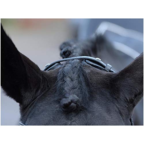 Foto von Trense EMOTION