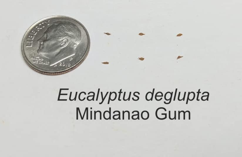 Miniatura 2 de 1-1000 semillas de árbol de eucalipto arcoíris goma indonesia Mindanao Binacag Sarassa 0128 (más de 1000 semillas)
