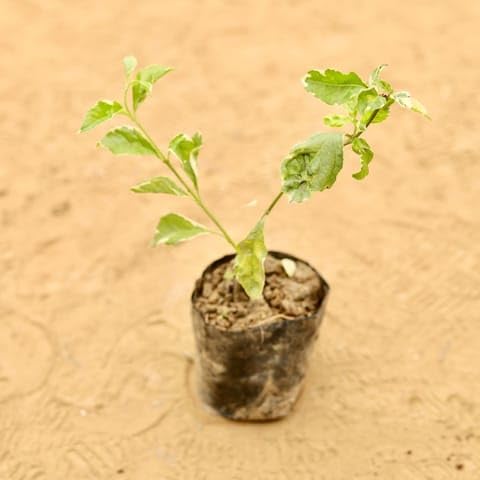 MURSHID NURSERY Best Nursery Duranta Vareigated in 3 Inch Nursery Bag-picture-29