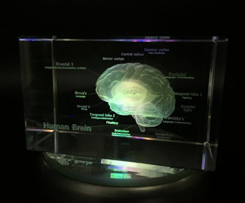 3D Human Brain Anatomical Model Paperweight(Laser Etched) In Crystal Glass Cube Science Gift (No Included Led Base)(3.1X2X2 Inch) #TOP2