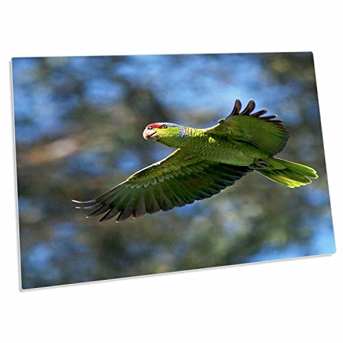 3dRose USA California San Diego Wild Parrot Desk Pad