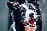 TACKENBERG Ziegenohren für Hunde - leckerer natürlicher Kausnack in Premiumqualität - schonend getrocknet - reines Naturprodukt zur Belohnung, als Snack oder Leckerli, 500 g