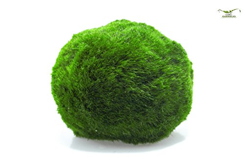 Garnelio Mosbal, voor goede waterkwaliteit, biologisch filter voor aquarium, grootte: 3 tot 5 cm - Afbeelding 3