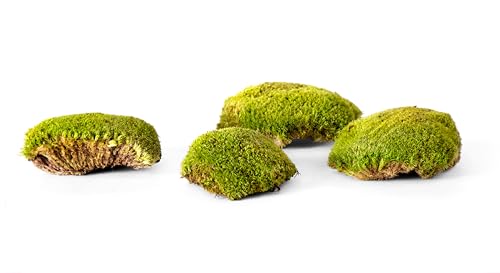 SuperMoss (21891) Topa Moss Preserved | Eco-Friendly Home & Wall Décor for Terrariums, Wedding Tables, Indoor Planters & More, 1564 cu in, Fresh Green by SuperMoss - Image 2