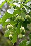 Green Future Pflanzenhandel Gemeine Pimpernuss Staphylea pinnata Pflanze 15-20cm Klappernuss Nussbaum