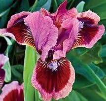 (2) Supreme Bearded Iris Mix Root, Spectacular Flowering Perennials, Rhizomes, Bulbs, Plants, Flowers