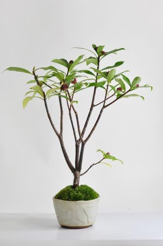 Amazon 沈丁花 じんちょうげ の盆栽 盆栽妙 観葉植物 通販