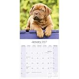 Avonside Dogue de Bordeaux 2027 Kalendarz z Naklejkami Organizacyjnymi, 16-Miesięczny Kwadratowy Kalendarz Ścienny (wrz 2026 - gru 2027), Planer dla Miłośników Psów, 29,5 x 29,5 cm