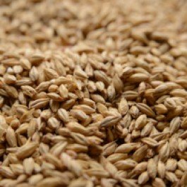 Briess Pale Ale Uncrushed Malt - 50 lb. Bag