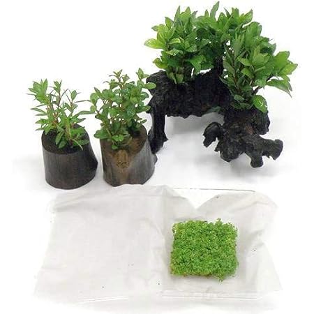 Amazon 水草 おまかせ水草付 流木セット 水上葉 無農薬 北海道航空便要保温 Charm チャーム 観賞魚 水中生物 通販