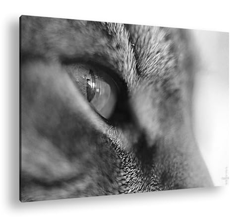 Toile chat aux yeux verts grand format pour habiller un mur vide facilement