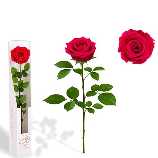 Gdecora Rosa Preservada Fucsia de Ecuador, Rosa Natural Preservada con Tallo 35cm Regalo para Mujer, Ideas para Sant Jordy, Día de la Madre y Cumpleaños, Ramos y Detalles Románticos (Fucsia) | Ya disponible en tu tienda friki favorita! En mundofriki.es!