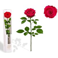 Gdecora Rosa Preservada Fucsia de Ecuador, Rosa Natural