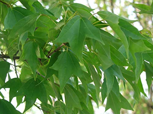 Trident Maple Tree - Live Plant Shipped 3 To 4 Feet Tall By Das Farms (No California) #TOP3