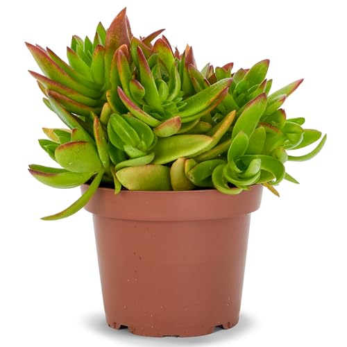Crassula Capitella 'Campfire' Planta Natural en Maceta | Suculenta Planta Viva Decorativa | Hojas Verdes con Bordes Rojizos | Ideal para Interior o Exterior | Muy Resistente y Fácil de Cuidar