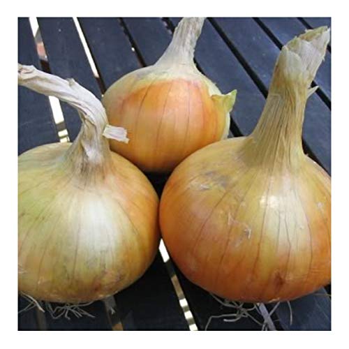 PREMIER SEEDS DIRECT - Onion - SENSHYU Yellow - 4 Grams Finest Seeds