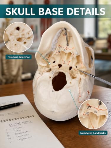 Image of Doctor Verified 55 Number Labeled Real Human Life Size Skull Anatomy Model, 1:1 Full Size Anatomical Correct Realistic Skull Model for Studying, Medical Students