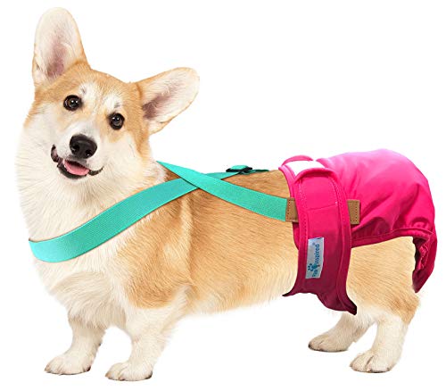 Image of Paw Inspired Dog Diaper Suspenders with Velcro Fasteners | Stretchy Adjustable Suspenders for Female and Male Disposable and Washable Diapers | Fits Small, Medium and Large Size Pets (M /L, Aqua)