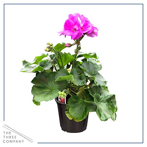 Live Zonal Geraniums - Pink (3 Plants Per Pack) - Beautiful Spring Flowers - 12" Tall By 5" Wide In 1 Qt Pot #TOP2