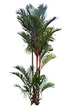 Siegellack - Palme - Rotstielpalme - 10 Samen Cyrtostachys renda - Rarität