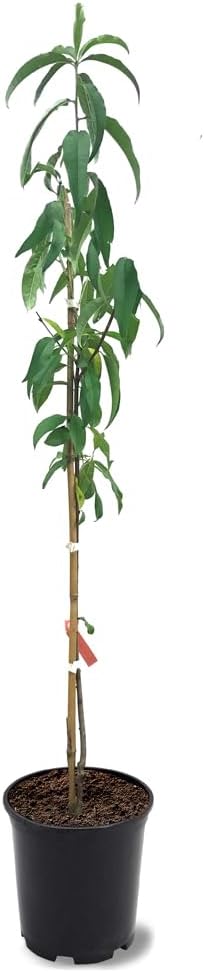 Belle of Georgia Peach Tree, Cold Hardy, Deciduous, Self-Pollinator, 1 gal Nursery Pot, 1-2 ft Tree Height (Due to Agricultural Laws, we Cannot Ship to CA, AZ, AK, or HI)