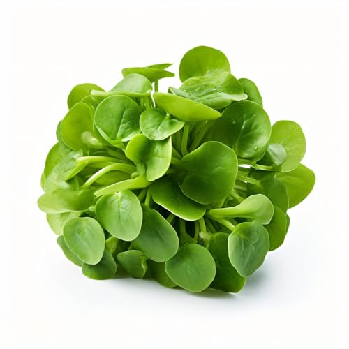 semillas Berro de jardín de interior exóticas jardín interior decorativa bonsái balcón Capuchina officinale perennes resistentes 200pcs