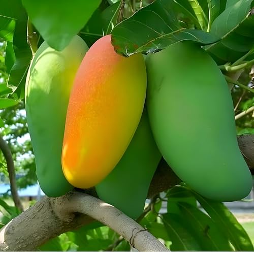Image of Frash Healthy Live Grated Plant Bari 11 Mangofruit Tree || For Home Garden Outdoor Indoor Plant. (Plant Height 2Ft-2.5Ft)