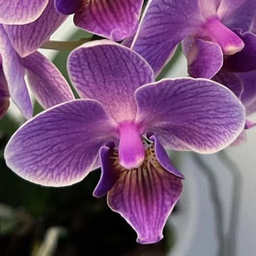 semillas de orquídeas phalaenopsis - orquídeas - Decoración de otoño, jardín, perennes resistentes, phalaenopsis raras, decoración de sala de estar, 550pcs