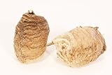 Praying Mantis Egg Cases - 2 Extra Large Cases