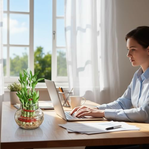 Image of Two layer lucky bamboo in Glass Pot | For Living Room or Office table | indoor plants for good luck and air purification
