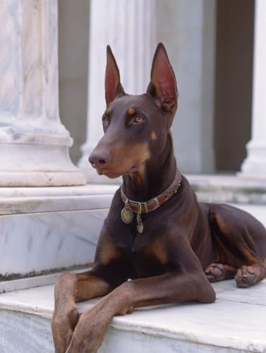 G  yCgoCio[  io[yCg, DIY G fW^G Lbg SҌ ȒP Paint by Numbers uVƃANG̋ h DIYG ItBX CeA rO, ւ̃Mtg 20x3