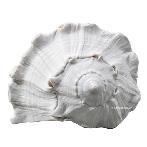 Image of Crystal Heaven Dakshinavarti Shankh Original - 6 to 7 inch inches Large Dakhinabarti Sankha for Puja Original Conch Shell - Natural Dakshinmukhi Shankh for Pooja, Meditation and Gifts