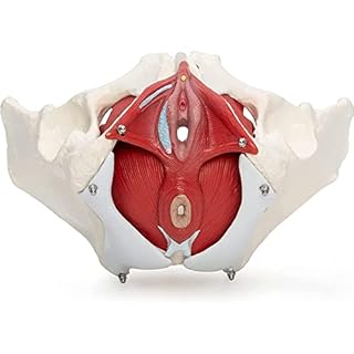 PASPRT Modello 3D del Pavimento pelvico Femminile Modello pelvico a grandezza Naturale Modello anatomico del Bacino Modello pelvico Femminile con Muscoli per Anatomia Modello osseo